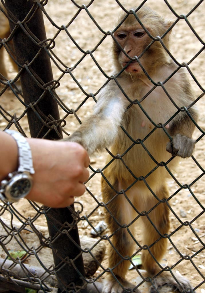 Qinhuangdao Wild Animal Zoo5