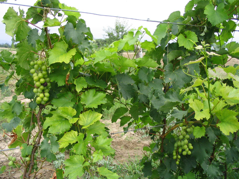 Changli Grape Valley5