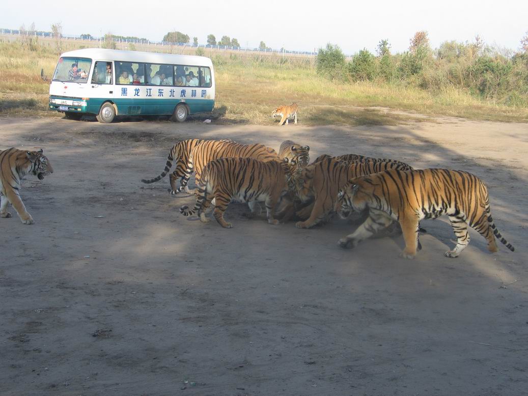 Northeast Tiger Garden2