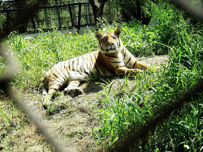 Northeast Tiger Garden3