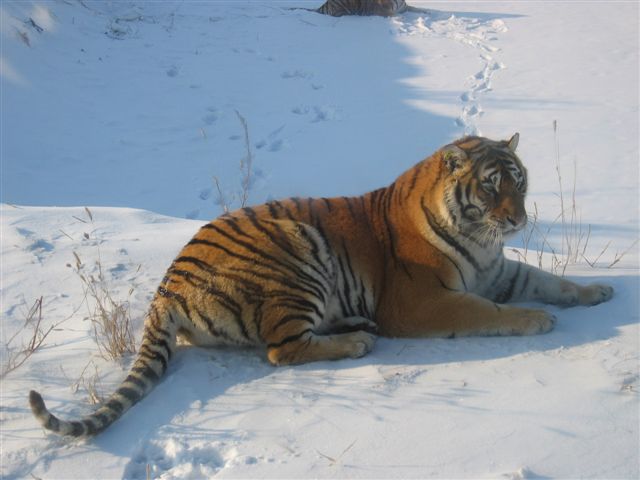 Northeast Tiger Garden4