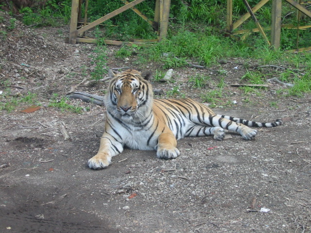 Northeast Tiger Garden5