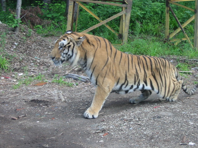 Northeast Tiger Garden6