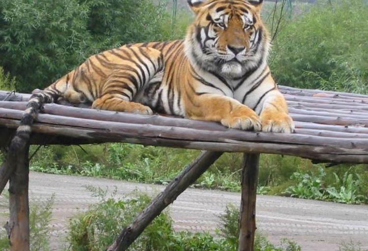 Northeast Tiger Garden7