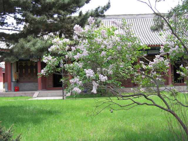 the Confucian Temple6