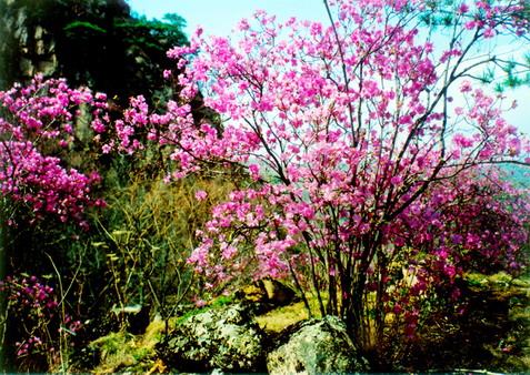 Fairy Scenery Platform8