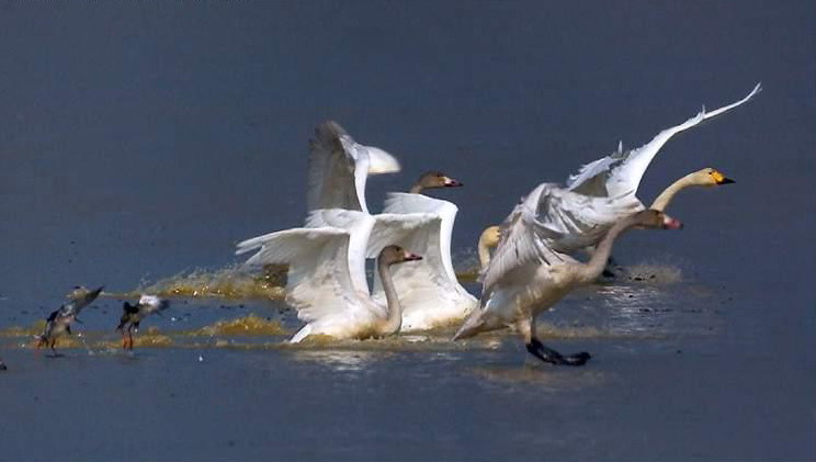 photo of Poyang Lake9