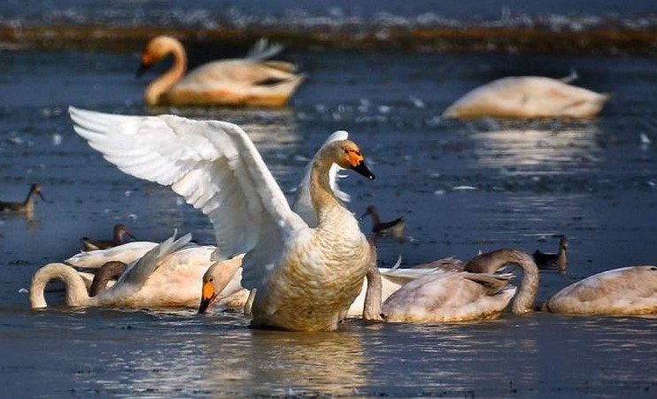 Poyang Lake10