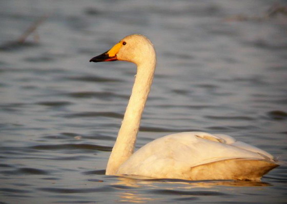 Poyang Lake11