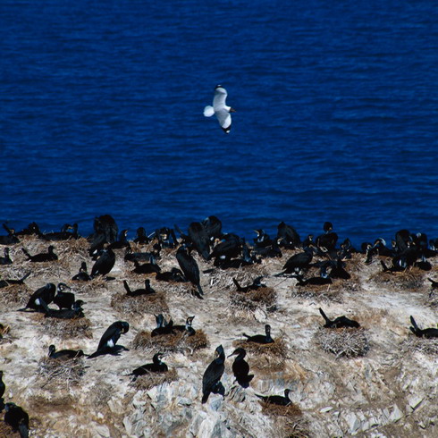 Qinghai Lake13