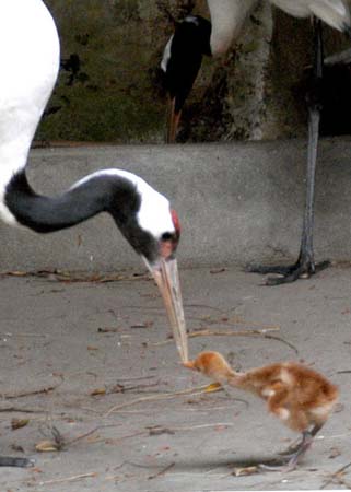 Fuzhou Zoo3