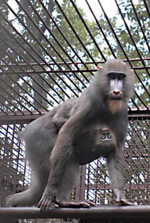 Fuzhou Zoo4