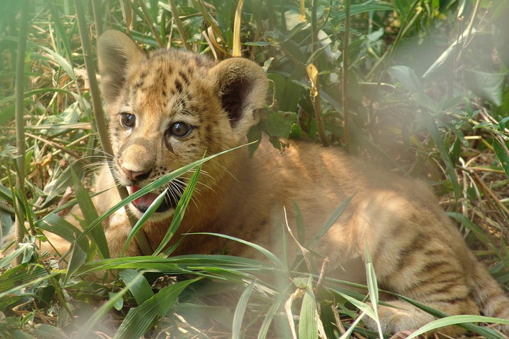 Shenzhen Safari Park10