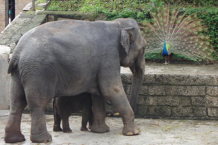 photo of Shenzhen Safari Park