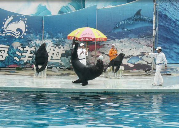 photo of Shenzhen Sea World5