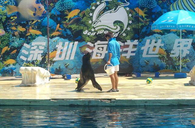 photo of Shenzhen Sea World6