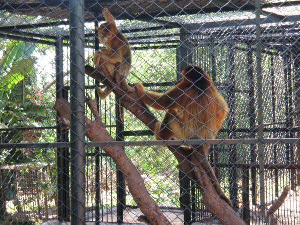 Dongshan Lake Tropical Safari Park12