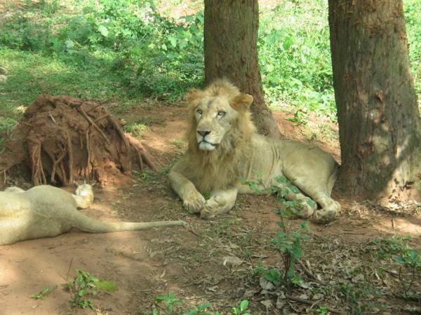 Dongshan Lake Tropical Safari Park13