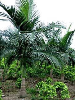 Dongshan Lake Tropical Safari Park14