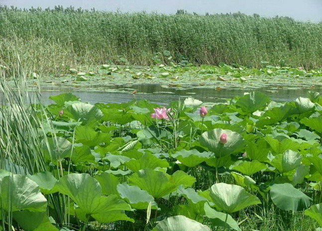 Baiyangdian Lake2