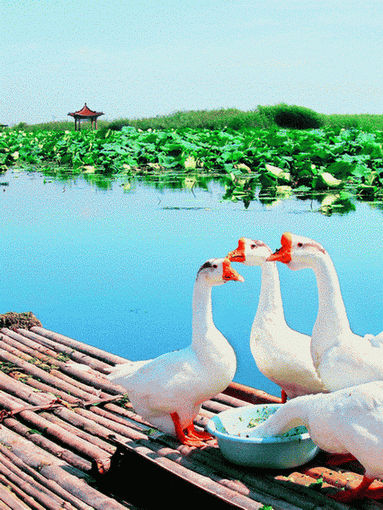 Baiyangdian Lake3