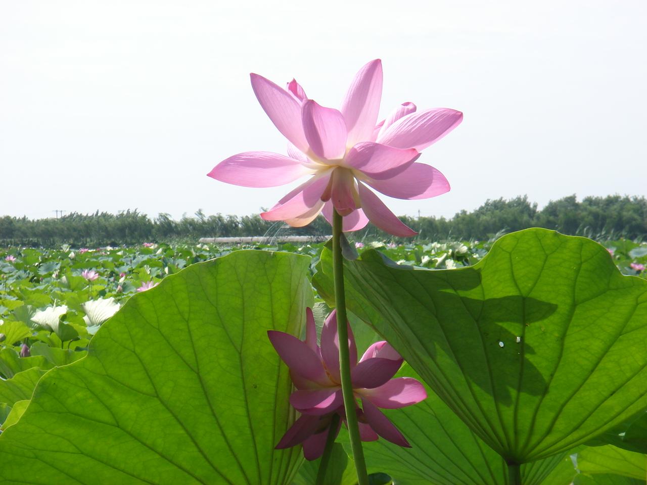 Baiyangdian Lake5