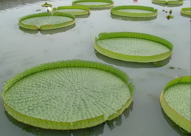 Baiyangdian Lake6