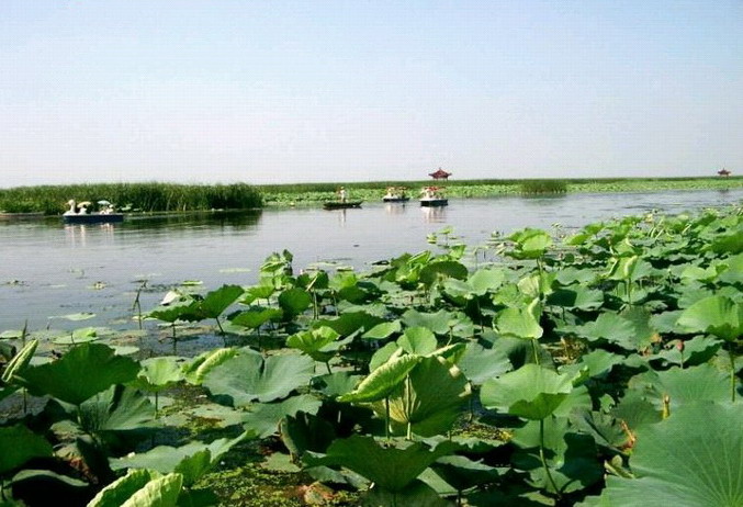 Baiyangdian Lake8