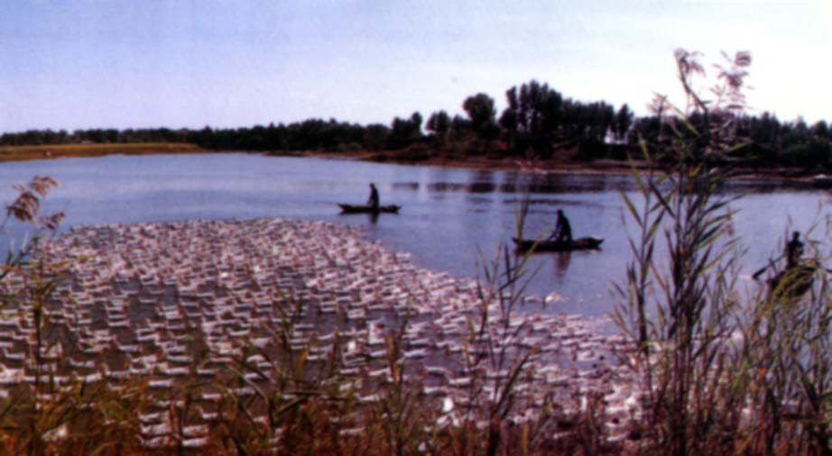 Baiyangdian Lake9