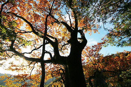 Longyuwan National Forest Park14