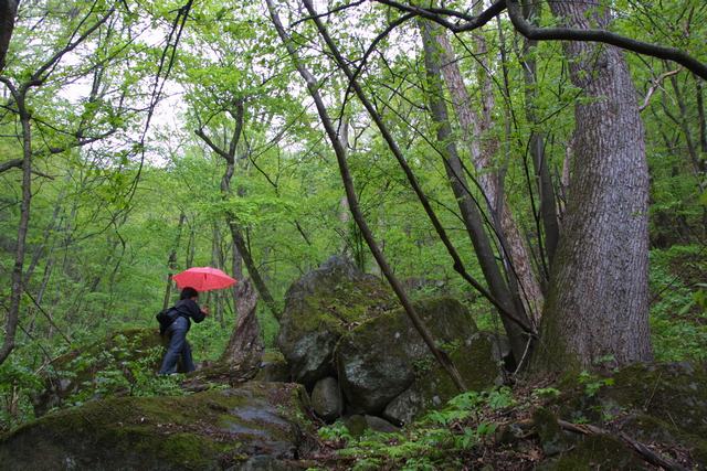 Baotianman Nature Reserve Area7