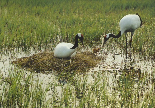 photo of Zhalong Natural Preserve1