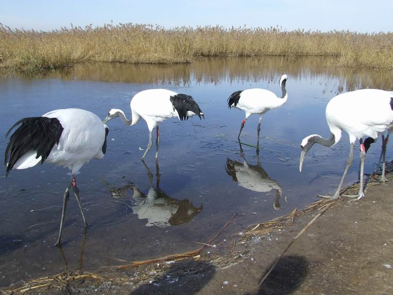 Zhalong Natural Preserve7