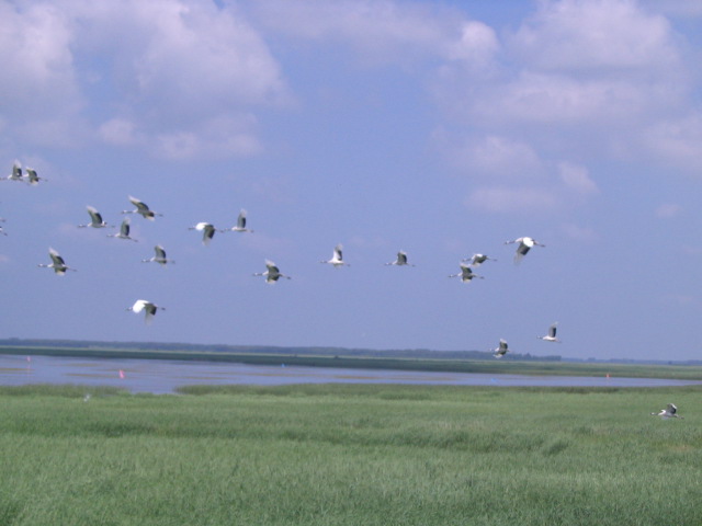 Zhalong Natural Preserve9