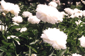 Herbaceous Peony Garden