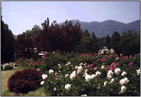 Herbaceous Peony Garden3