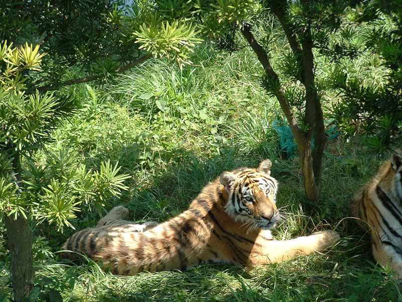 photo of Shanghai Wild Animal Park4