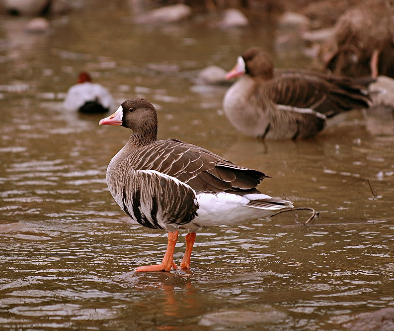 photo of Shanghai Wild Animal Park5