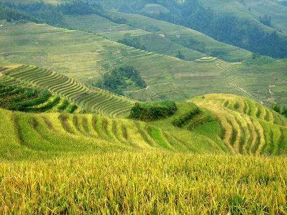 Longji Terrace4