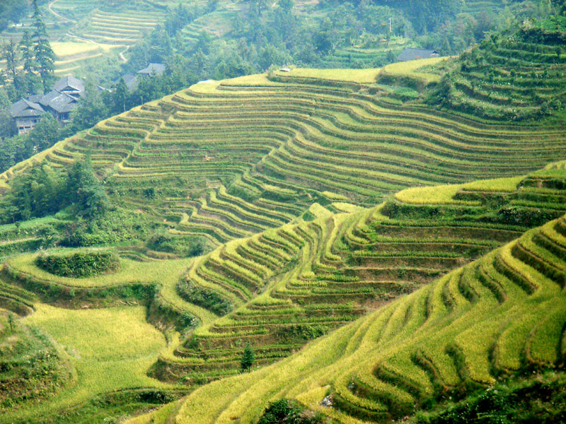 Longji Terrace5