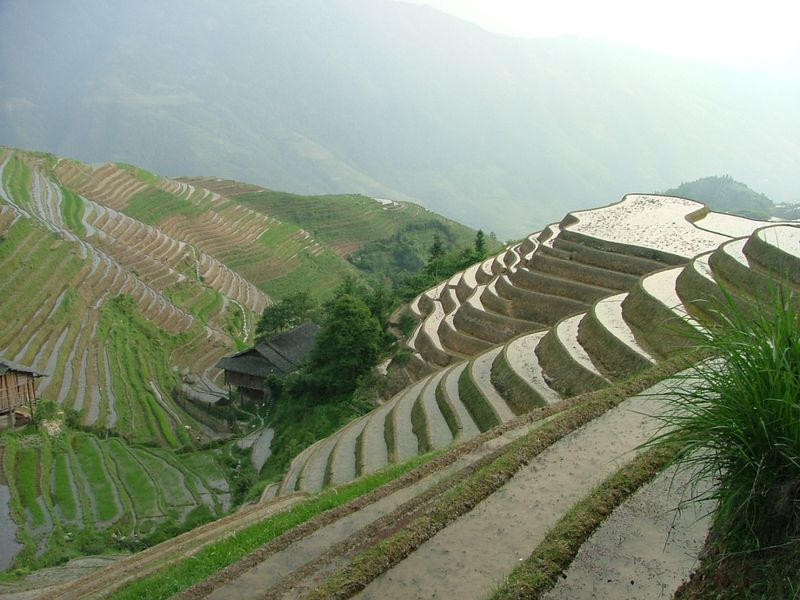 Longji Terrace10