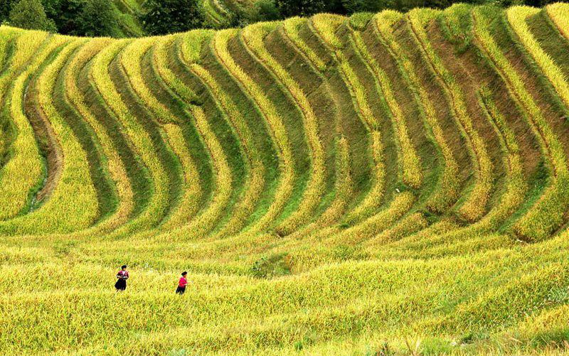 Longji Terrace11