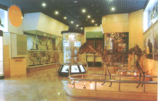 Tianjin Natural History Museum9