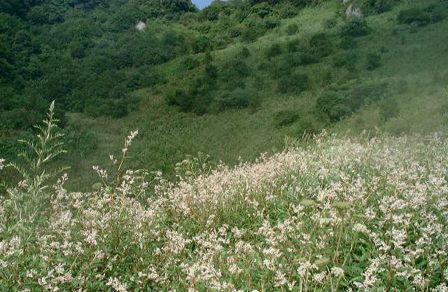 photo of Golden Buddha Mountain Scenic Zone1