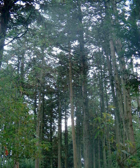 photo of Golden Buddha Mountain Scenic Zone8