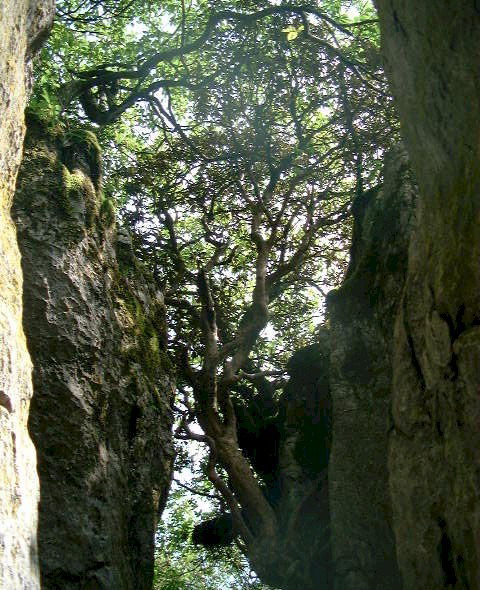 photo of Golden Buddha Mountain Scenic Zone10