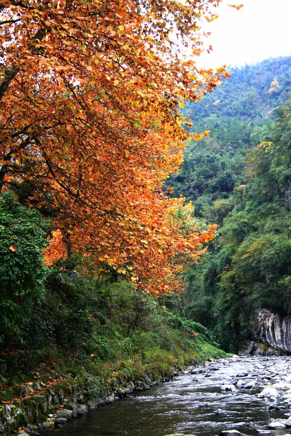 photo of Golden Buddha Mountain Scenic Zone11